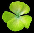 Flower Seeds, Seeds,Seeds For Planting,Plant Seeds