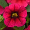 Flower Seeds, Seeds,Seeds For Planting,Plant Seeds