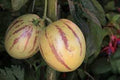 Fruit Seeds,Garden seeds, Seeds For Planting,Plant Seeds