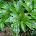 Vegetable Seeds,Garden seeds, Seeds For Planting,Plant Seeds