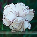 Flower Seeds, Seeds,Seeds For Planting,Plant Seeds