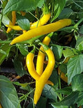 Vegetable Seeds,Garden seeds, Seeds For Planting,Plant Seeds