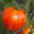 Vegetable Seeds,Garden seeds, Seeds For Planting,Plant Seeds