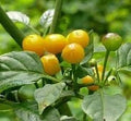 Vegetable Seeds,Garden seeds, Seeds For Planting,Plant Seeds