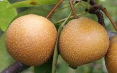 Fruit Seeds,Garden seeds, Seeds For Planting,Plant Seeds