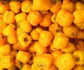 Vegetable Seeds,Garden seeds, Seeds For Planting,Plant Seeds
