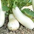 Vegetable Seeds,Garden seeds, Seeds For Planting,Plant Seeds