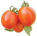 Vegetable Seeds,Garden seeds, Seeds For Planting,Plant Seeds