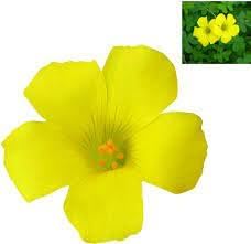 Flower Seeds, Seeds,Seeds For Planting,Plant Seeds