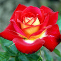 Flower Seeds, Seeds,Seeds For Planting,Plant Seeds
