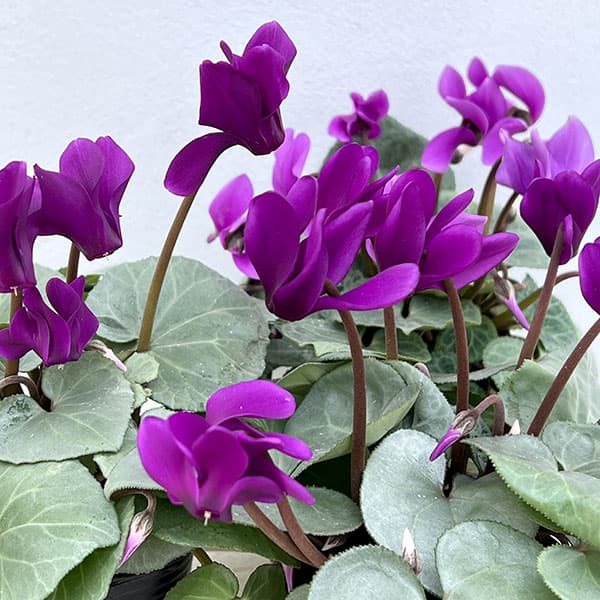 cyclamen seeds planting Purple Cyclamen Flower Seeds for Planting