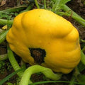 Vegetable Seeds,Garden seeds, Seeds For Planting,Plant Seeds