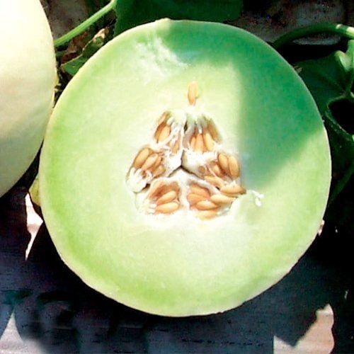 Green Cucumis Melo fruit seeds for planting - Heirloom & Non-GMO Garden seeds, sweet melon variety for home gardens
