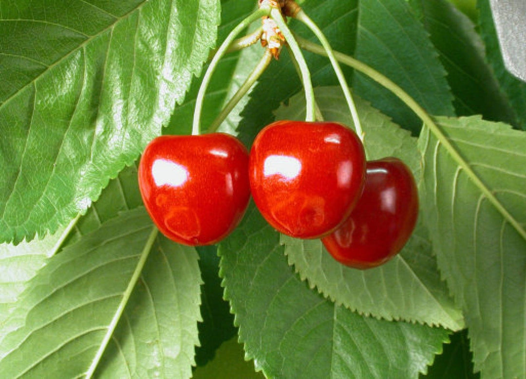 Cereza fruit seeds for planting - Heirloom & Non-GMO Garden seeds, juicy cherry variety for backyard growers