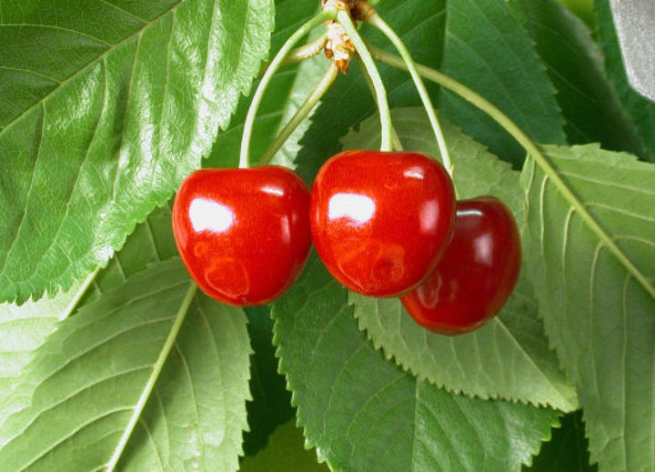 Cereza fruit seeds for planting - Heirloom & Non-GMO Garden seeds, juicy cherry variety for backyard growers