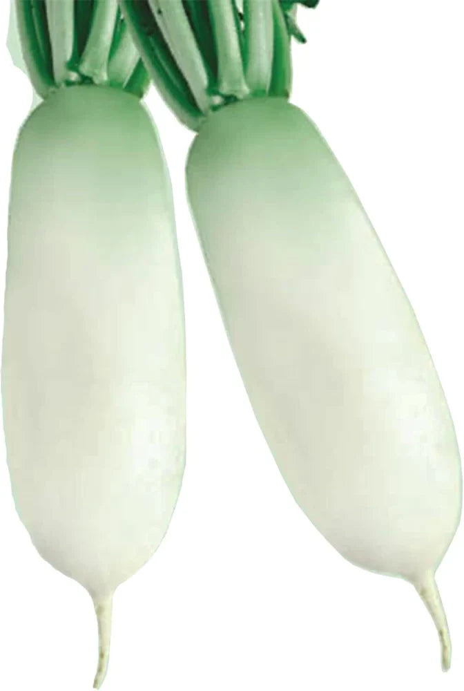 Vegetable Seeds,Garden seeds, Seeds For Planting,Plant Seeds