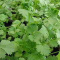Herb Seeds,Garden seeds, Seeds For Planting,Plant Seeds