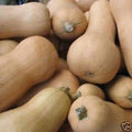 Vegetable Seeds,Garden seeds, Seeds For Planting,Plant Seeds