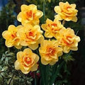 Flower Seeds, Seeds,Seeds For Planting,Plant Seeds