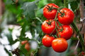 Vegetable Seeds,Garden seeds, Seeds For Planting,Plant Seeds