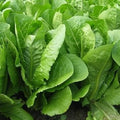 Vegetable Seeds,Garden seeds, Seeds For Planting,Plant Seeds
