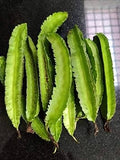 Vegetable Seeds,Garden seeds, Seeds For Planting,Plant Seeds