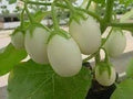 Vegetable Seeds,Garden seeds, Seeds For Planting,Plant Seeds