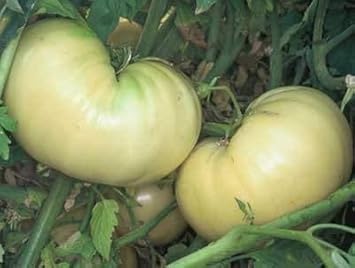 Fruit Seeds,Garden seeds, Seeds For Planting,Plant Seeds