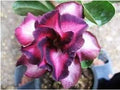 Flower Seeds, Seeds,Seeds For Planting,Plant Seeds