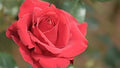 Flower Seeds, Seeds,Seeds For Planting,Plant Seeds