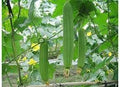 Vegetable Seeds,Garden seeds, Seeds For Planting,Plant Seeds