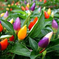 Vegetable Seeds,Garden seeds, Seeds For Planting,Plant Seeds