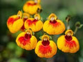Flower Seeds, Seeds,Seeds For Planting,Plant Seeds