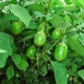 Vegetable Seeds,Garden seeds, Seeds For Planting,Plant Seeds