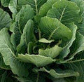Vegetable Seeds,Garden seeds, Seeds For Planting,Plant Seeds