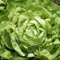 Vegetable Seeds,Garden seeds, Seeds For Planting,Plant Seeds