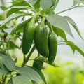 Vegetable Seeds,Garden seeds, Seeds For Planting,Plant Seeds
