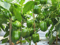 Vegetable Seeds,Garden seeds, Seeds For Planting,Plant Seeds