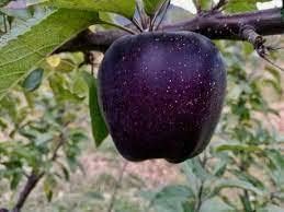 Fruit Seeds,Garden seeds, Seeds For Planting,Plant Seeds