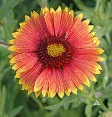 Flower Seeds, Seeds,Seeds For Planting,Plant Seeds