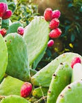 Fruit Seeds,Garden seeds, Seeds For Planting,Plant Seeds