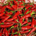 Vegetable Seeds,Garden seeds, Seeds For Planting,Plant Seeds