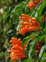 Flower Seeds, Seeds,Seeds For Planting,Plant Seeds