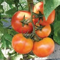 Vegetable Seeds,Garden seeds, Seeds For Planting,Plant Seeds