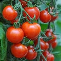 Vegetable Seeds,Garden seeds, Seeds For Planting,Plant Seeds