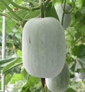 Vegetable Seeds,Garden seeds, Seeds For Planting,Plant Seeds