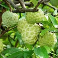 Fruit Seeds,Garden seeds, Seeds For Planting,Plant Seeds