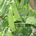 Vegetable Seeds,Garden seeds, Seeds For Planting,Plant Seeds