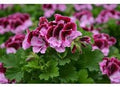 Flower Seeds, Seeds,Seeds For Planting,Plant Seeds