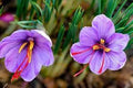 Flower Seeds, Seeds,Seeds For Planting,Plant Seeds